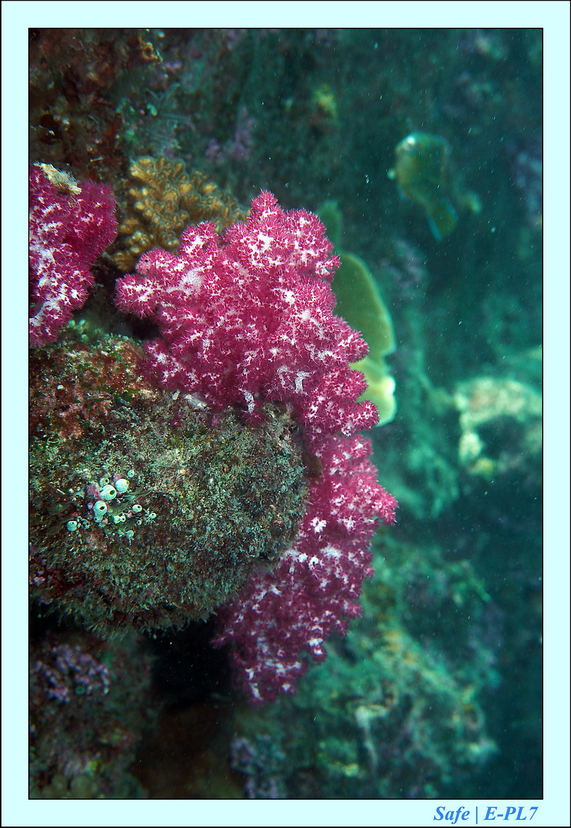 2015   07   Peranthian Islands 42